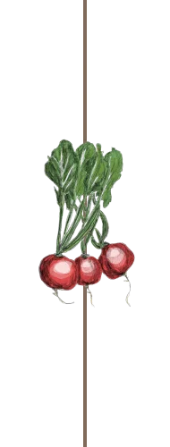 Radieschen Illustration bunt