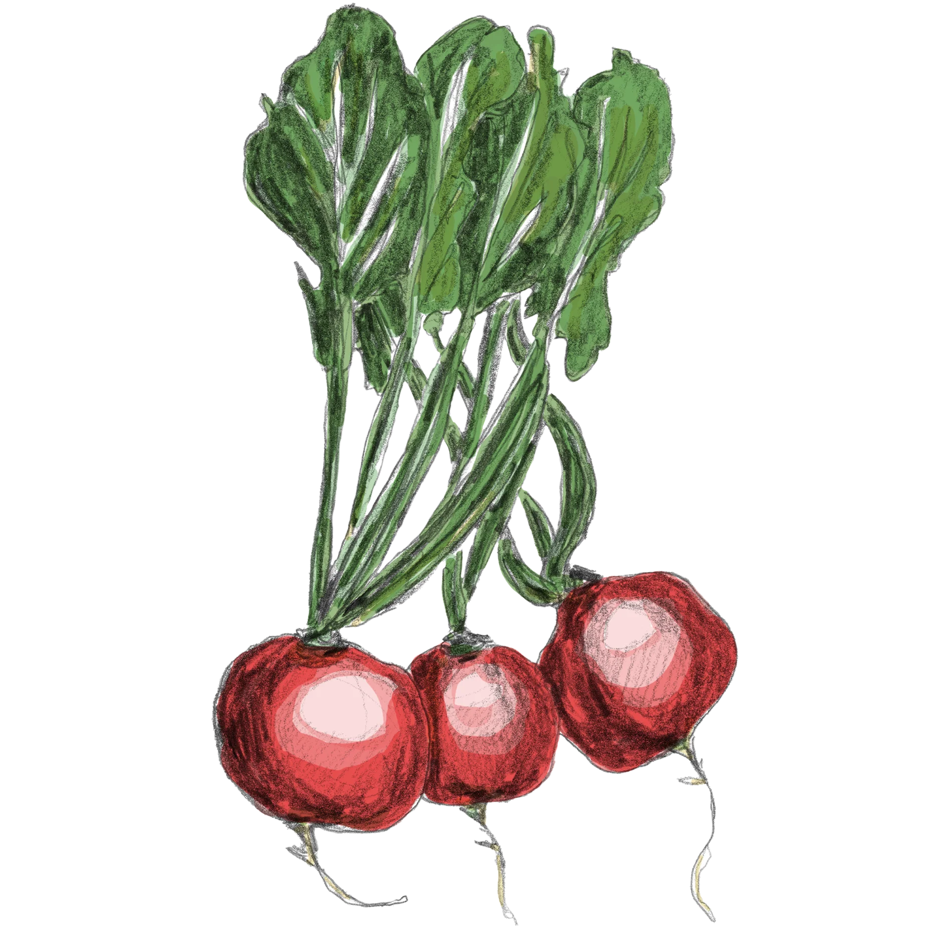 handgezeichnete Radieschen in leuchtendem rot