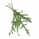 Rucola handgezeichnete liebevolle