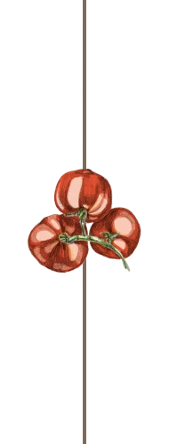 Handgezeichnete Tomaten
