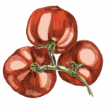 Tomaten hangeziechnet in strahlendem rot