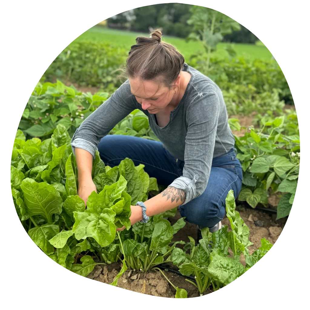 Elena Kolb erntet Mangold