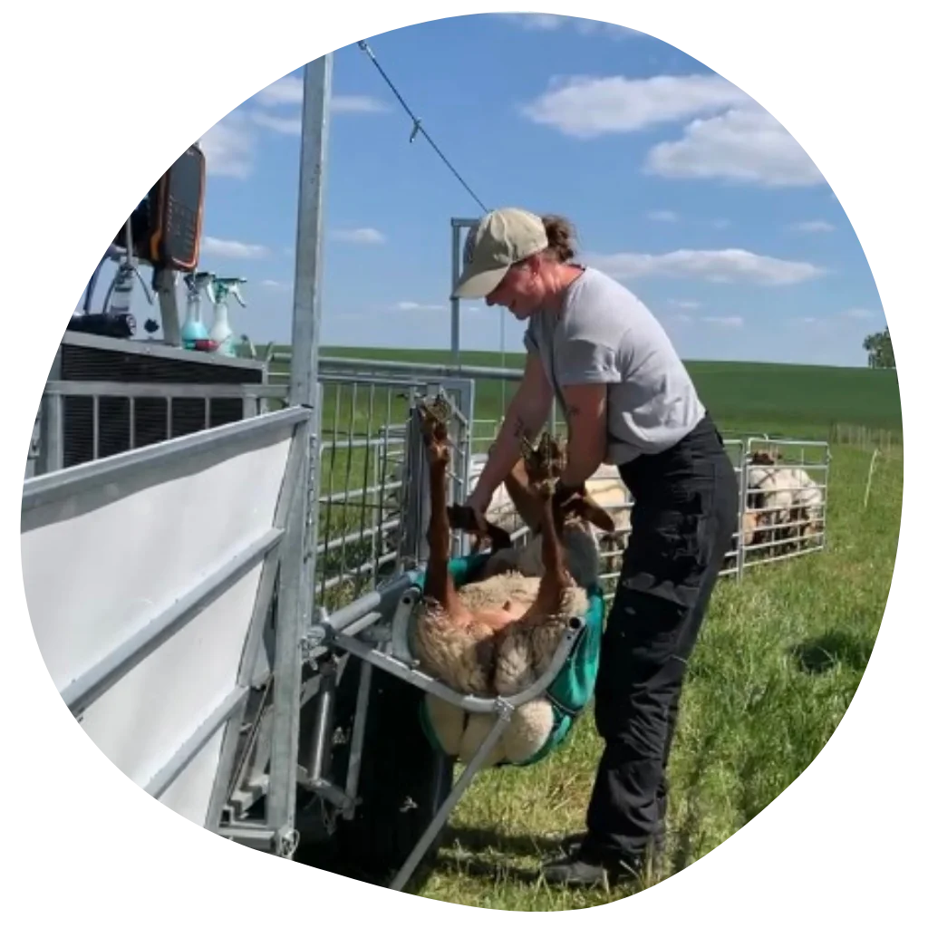 Elena auf der Schafweide