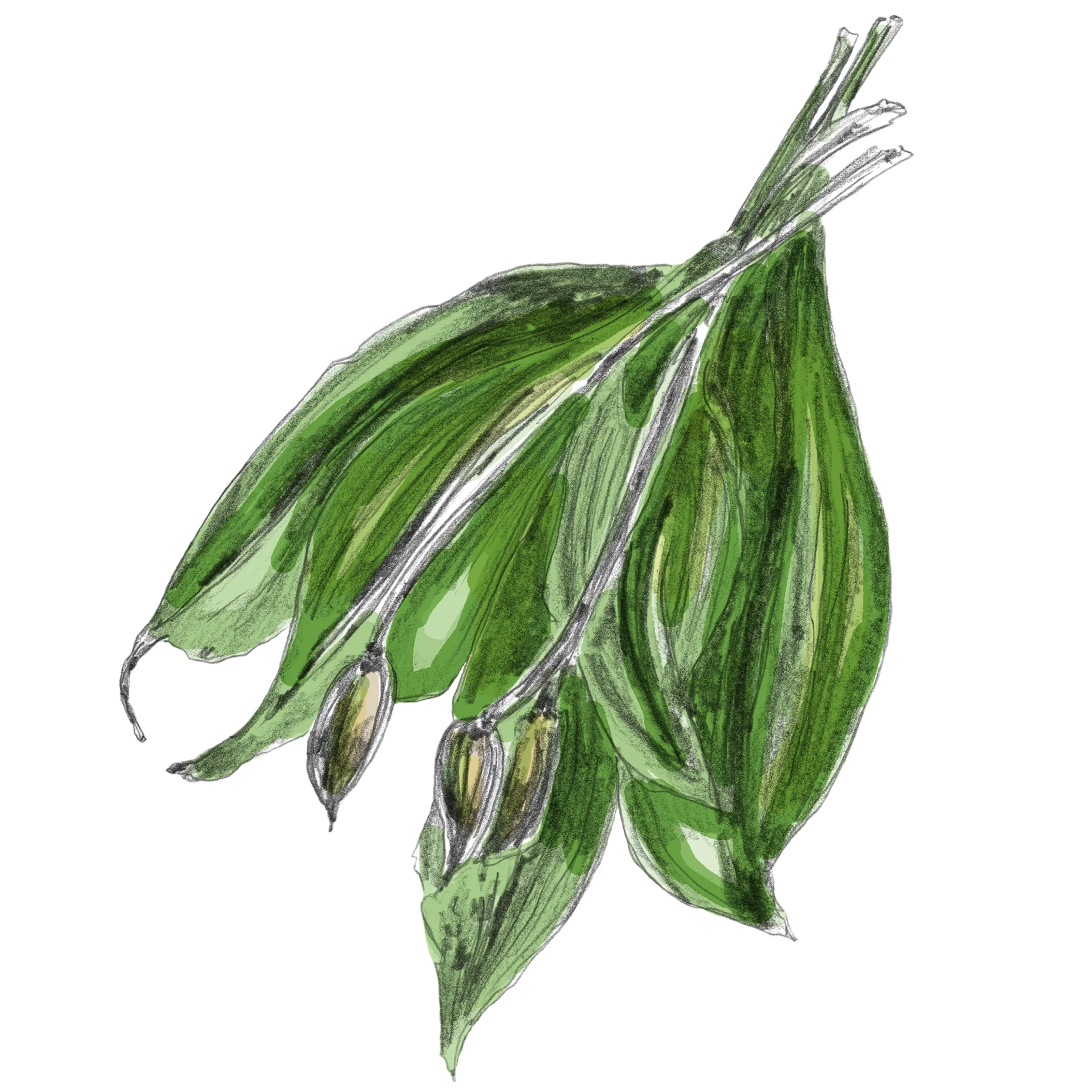 Grüner Bärlauch mit langen Blättern