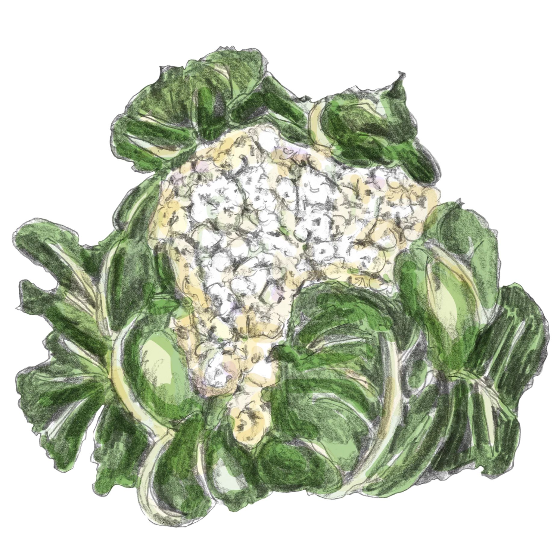 Weißer Blumenkohlkopf mit Blättern