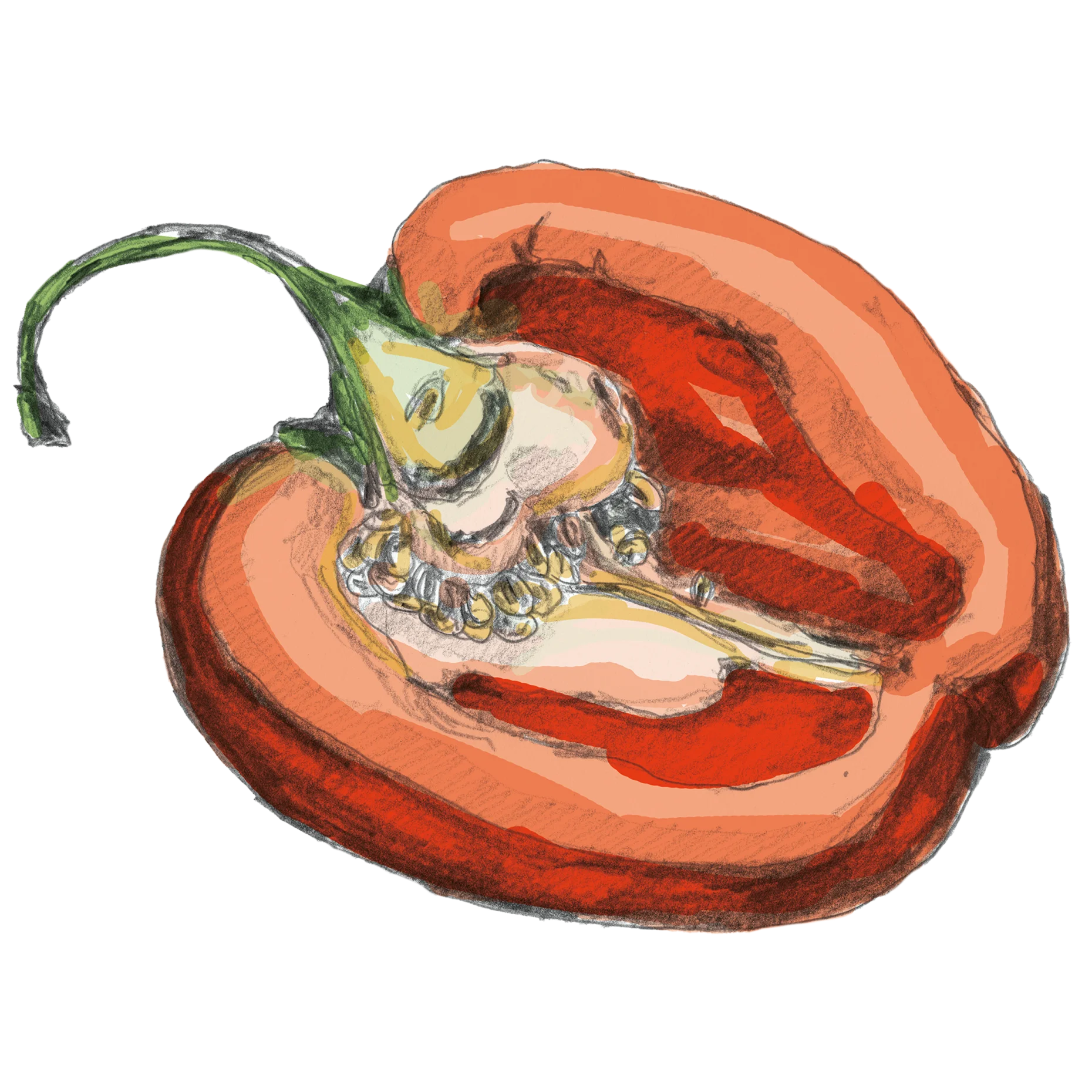 Rote Paprika auf hellem Untergrund