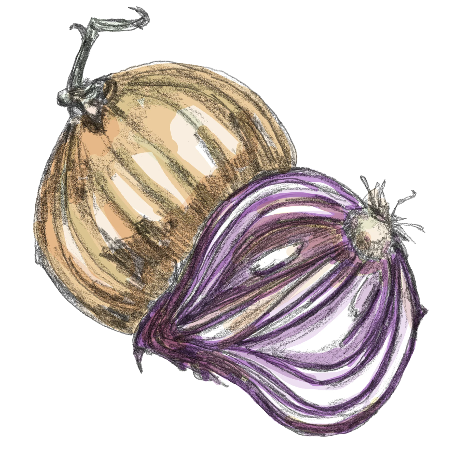 Gelbe und rote Zwiebel