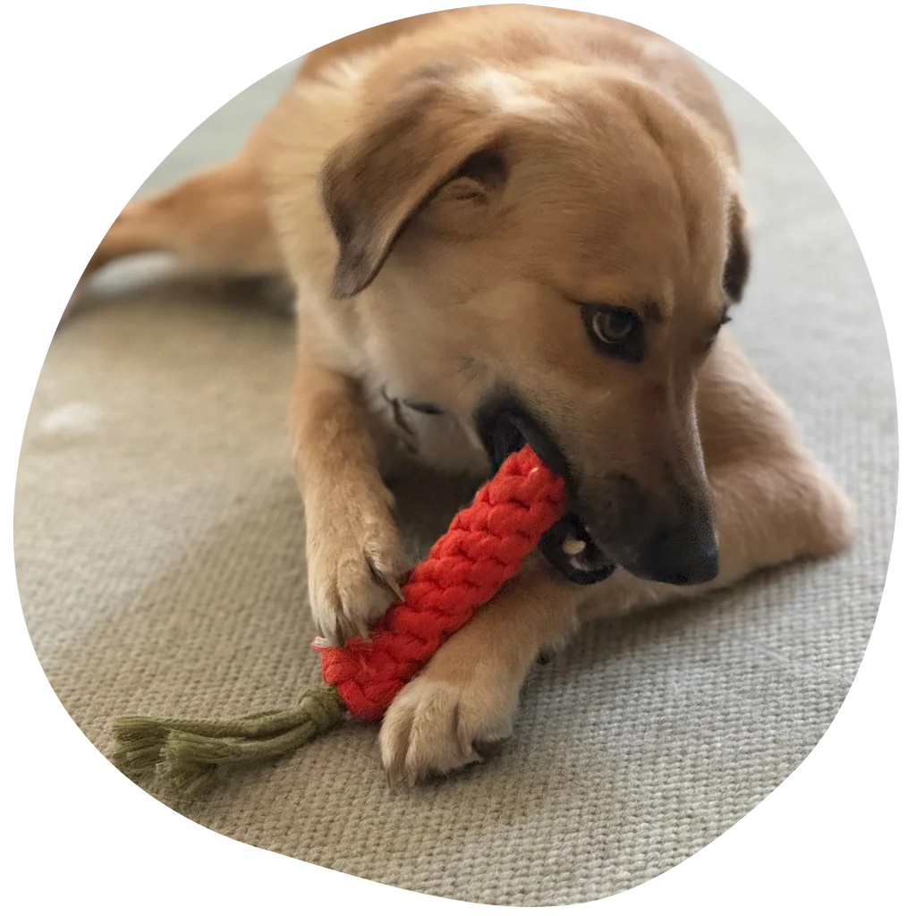 Hund am Arbeitsplatz Mila kaut auf einer Stoffmöhre